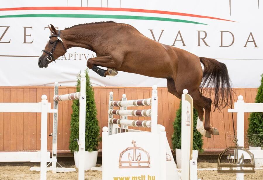Magyar Sportlótenyésztők és Magyar Félvér Tenyésztők Országos Egyesületének Kancavizsgája