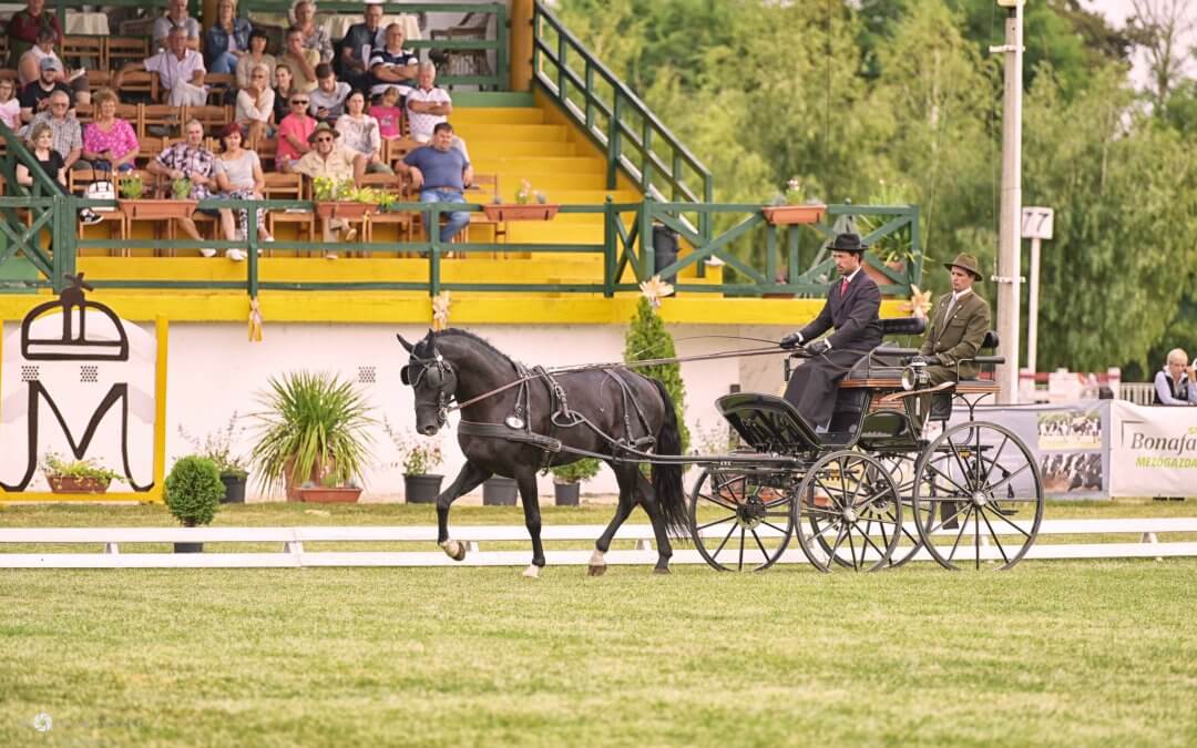 Feljövőben a lengyel fogatok