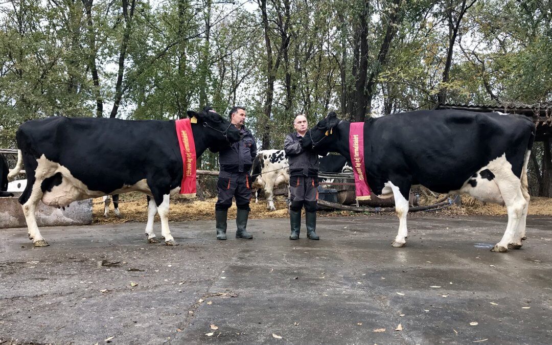 Aranytörzskönyves teheneket avattunk