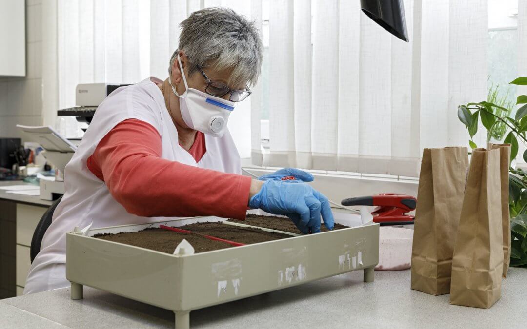 Mezőhegyesi vetőmagüzem: egyedülállóan modern technológia