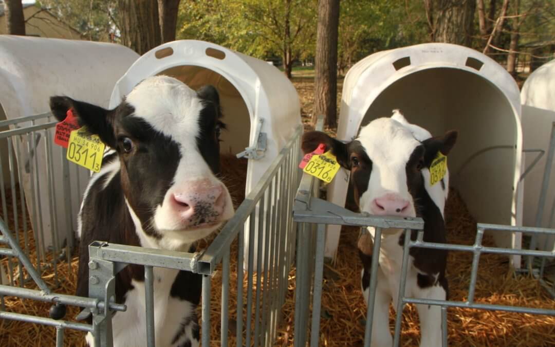 Ilyenek lesznek a jövő tehenei