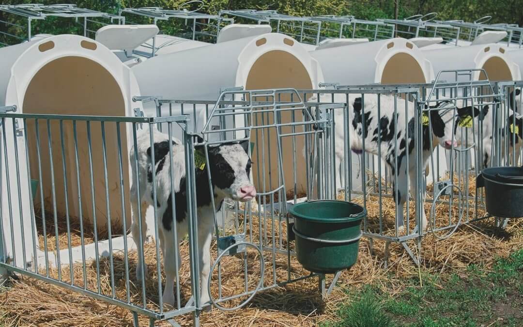 Megújuló takarmányozás a tehenészeti telepen