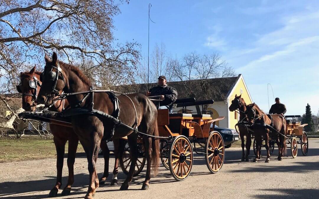 63 év után ismét van gidrán fogat Mezőhegyesen
