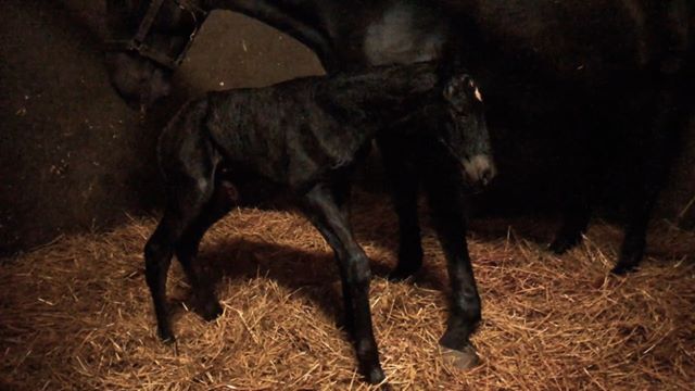 Egy kiscsikó születése és első lépései 🐴