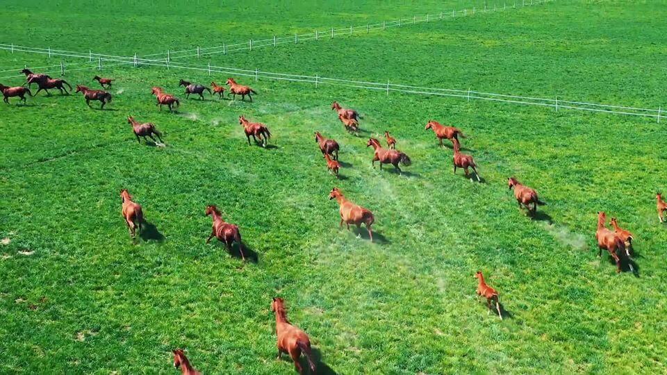 Kiszabadult a ménes!