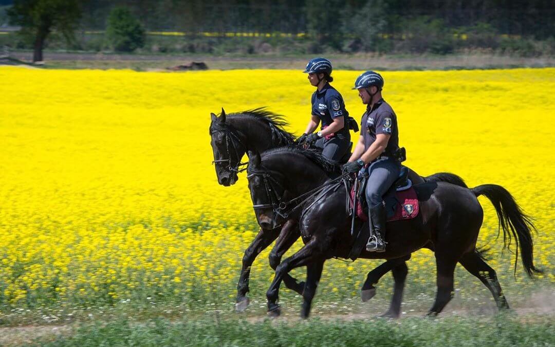 Nóniusz őrjárat a tanyavilágban
