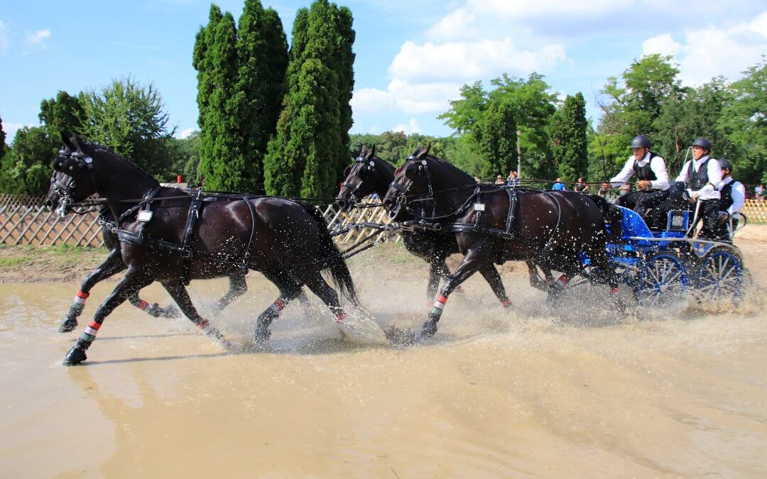 Júliusban újra Mezőhegyesre vezettek a patanyomok