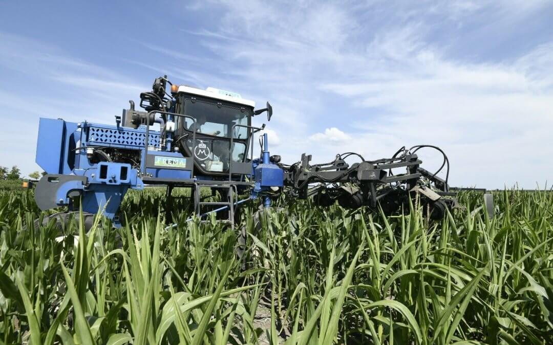 Címerezés Mezőhegyesen