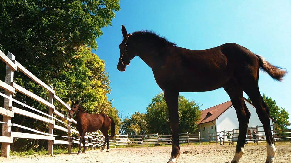 Fantasztikus dolog történt a Ménesbirtokon