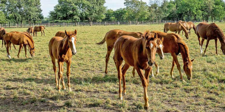 Erős vidékre van szükség