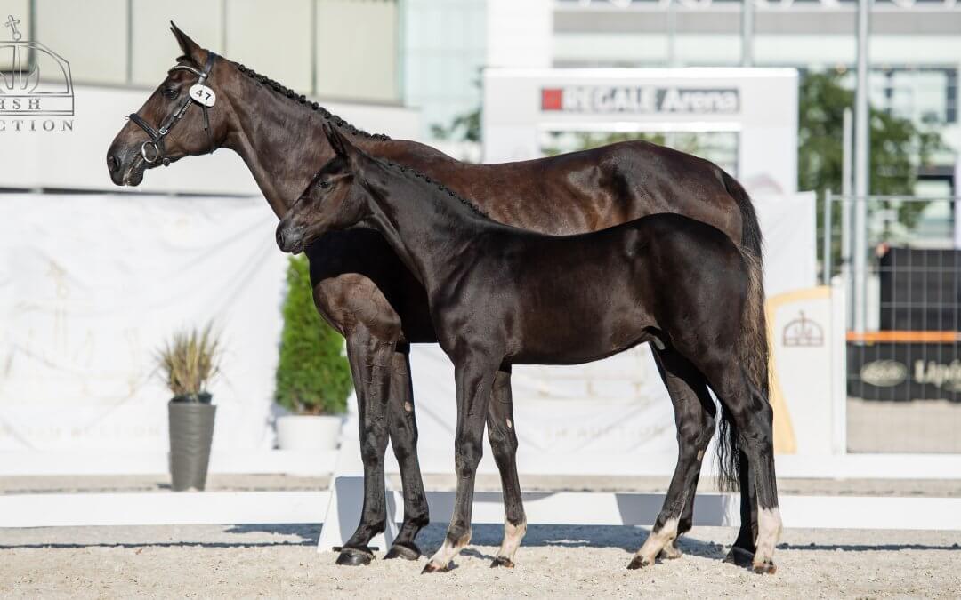 Mezőhegyesi lovak sikerei augusztusban