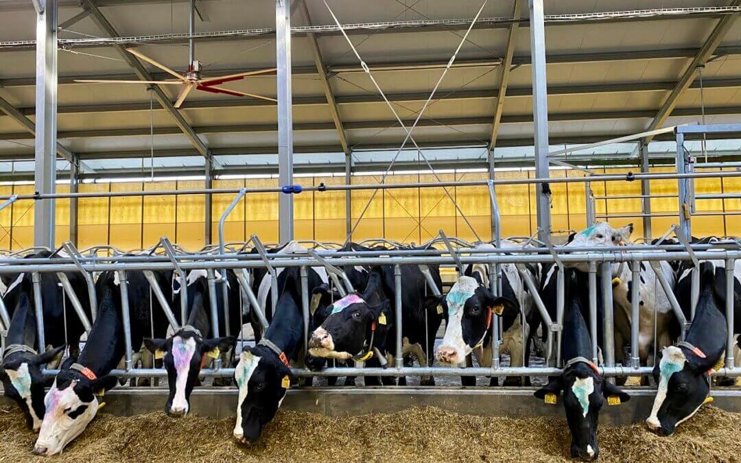 Történelmi pillanatok Mezőhegyesen