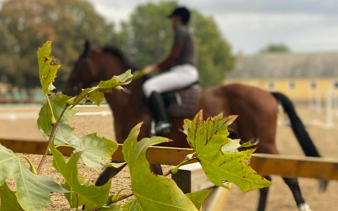 Nyílt nap a Ménesbirtok iskolájában