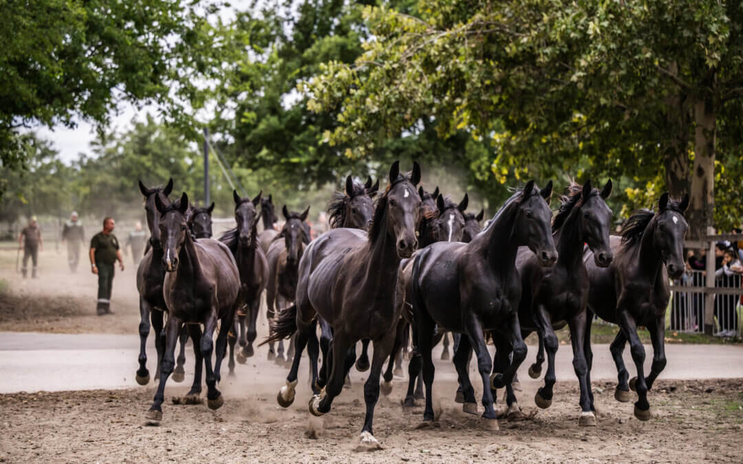 Felhívás nyári gyakorlatra 2025